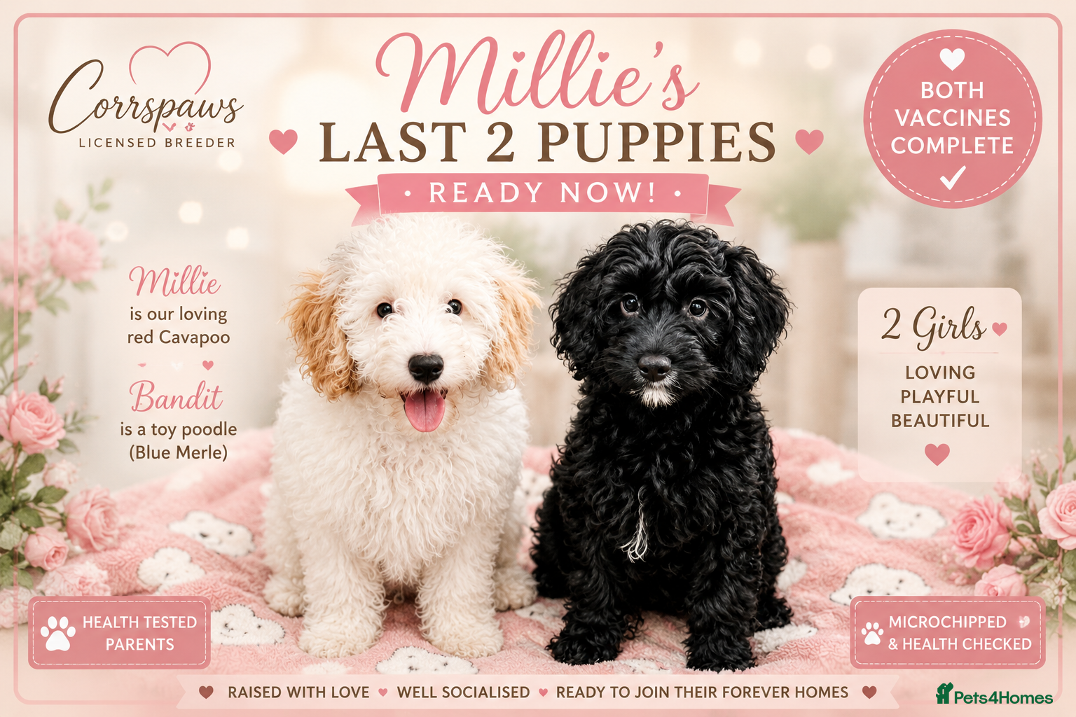 Cavapoo dogs Last 2 female  F1b Cavapoo’s 🎀  both vaccines - Advert 2