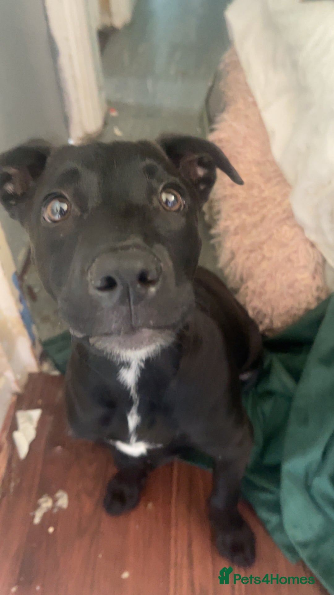 Mixed Breed dogs for sale: Delilah  - Image 2