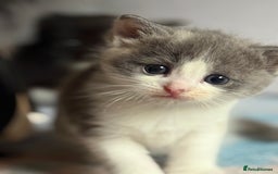Ragdoll cats for sale: Grey calico ragdoll cross kitten - Image 2