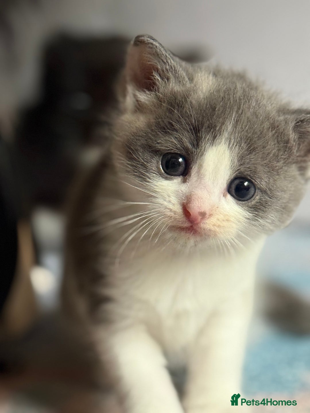 Ragdoll cats for sale: Grey calico ragdoll cross kitten - Image 2