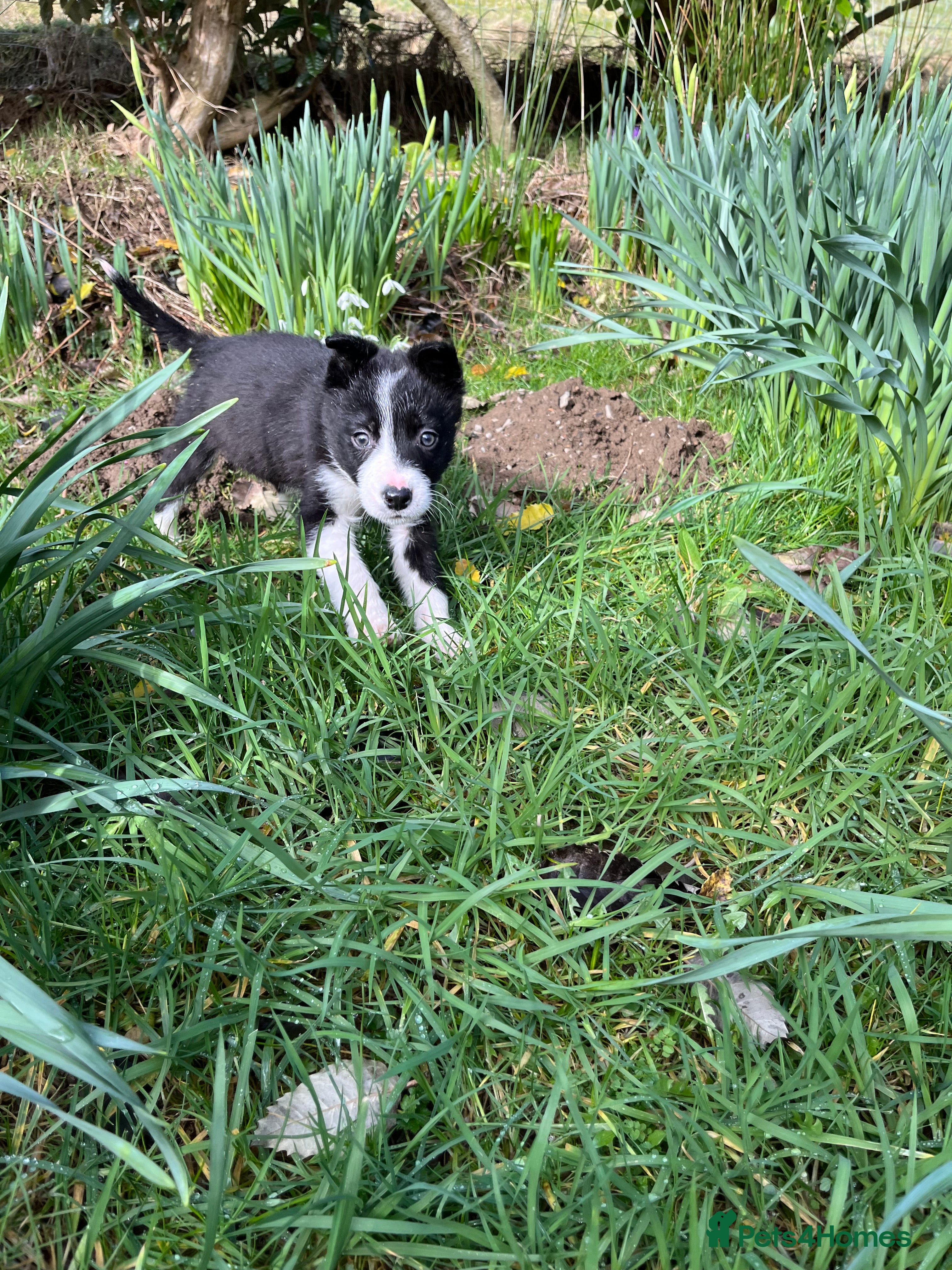 Border Collie dogs Sweet collie puppy’s  - Advert 20
