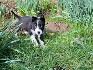 Border Collie dogs Sweet collie puppy’s - Advert 20