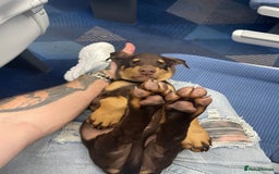 Dobermann dogs for sale: Doberman puppies  - Image 2