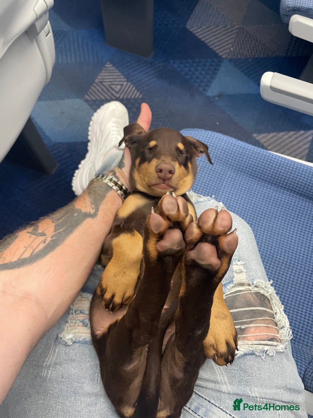 Dobermann dogs for sale: Doberman puppies  - Image 2