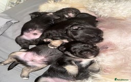 Mixed Breed dogs for sale: Froodle pups  - Image 15