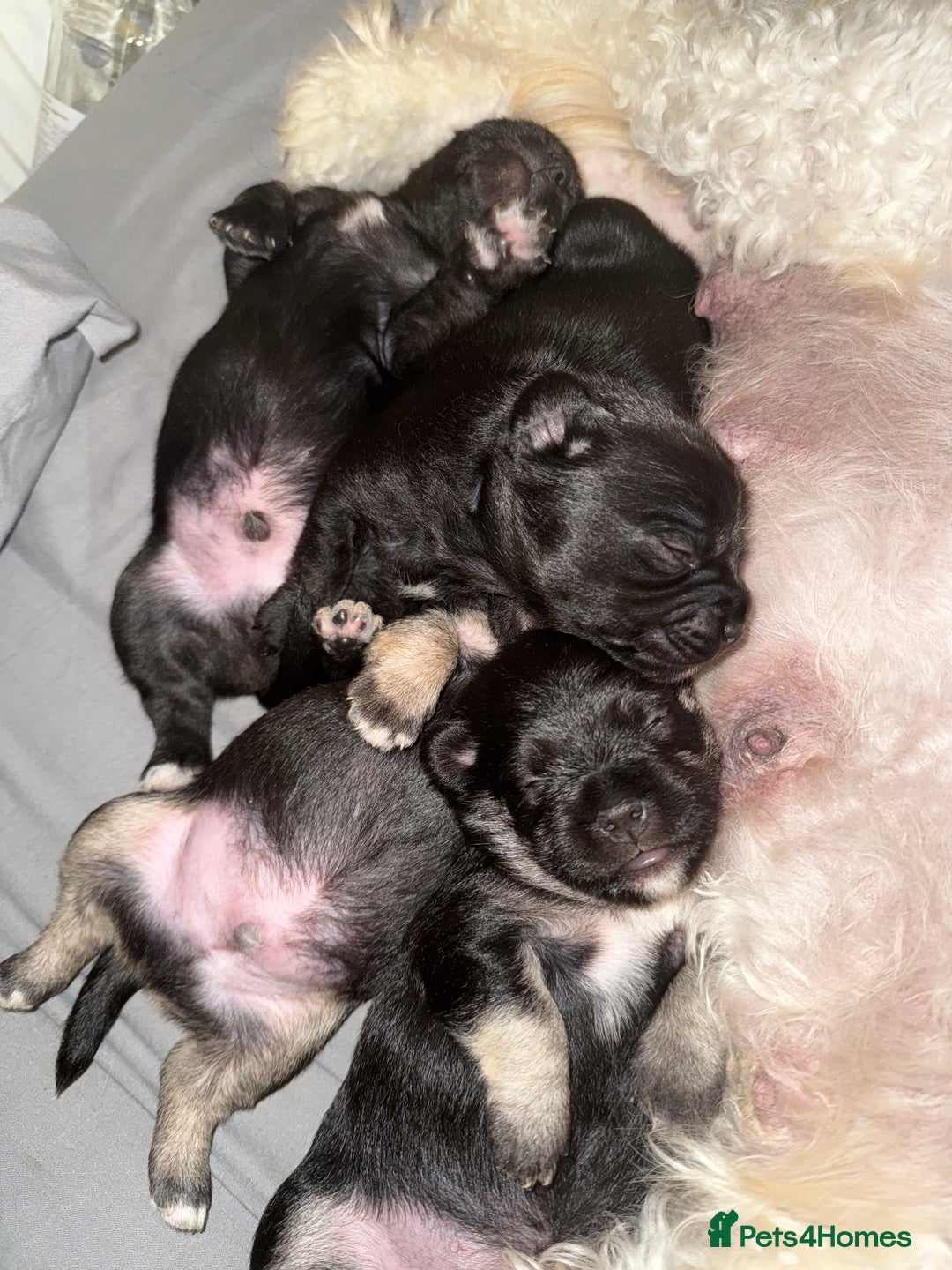 Mixed Breed dogs for sale: Froodle pups  - Image 15