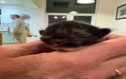 Maine Coon cats for sale: Maine Coon cuties - Advert 27