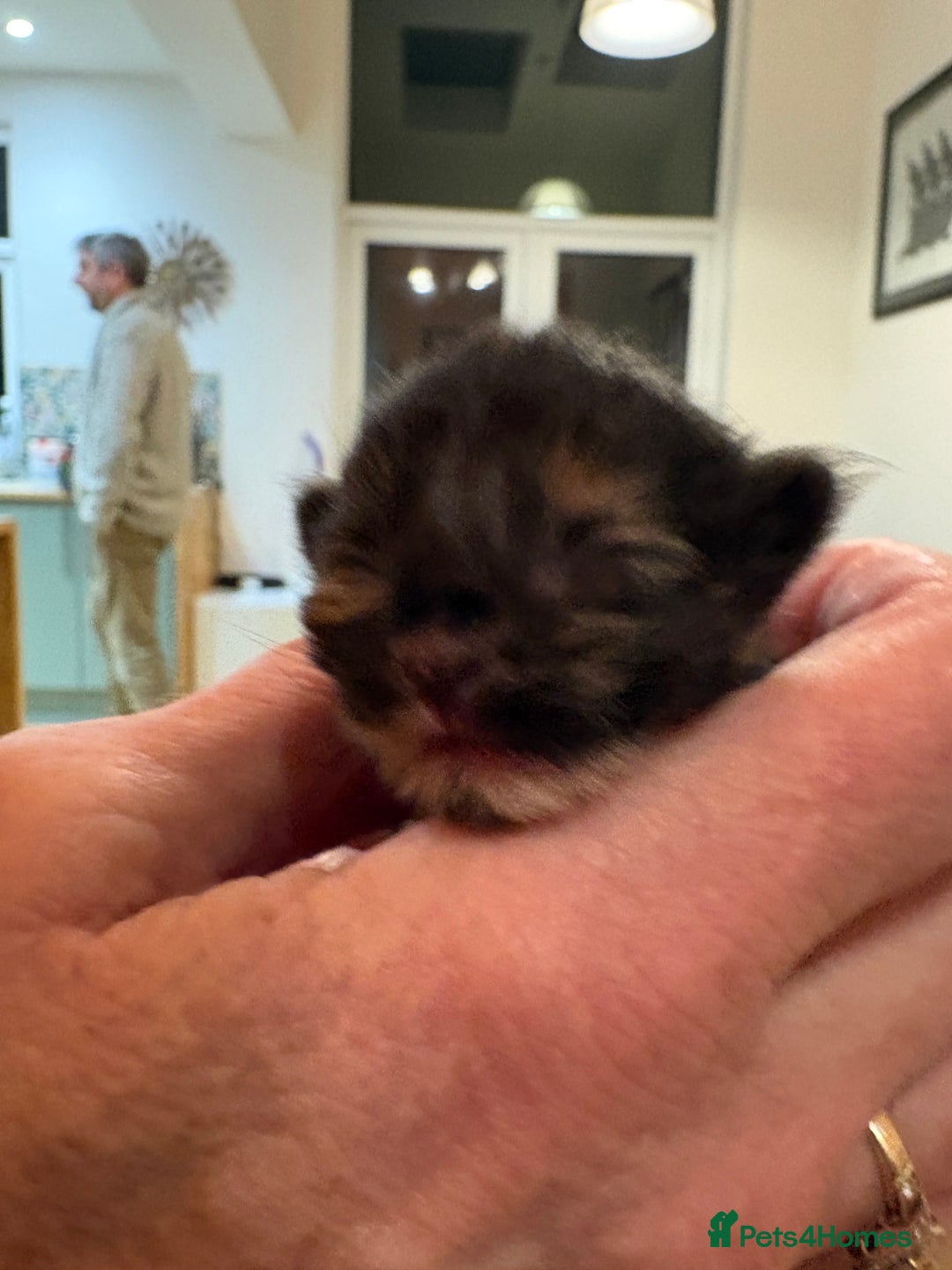 Maine Coon cats for sale: Maine Coon cuties - Advert 27