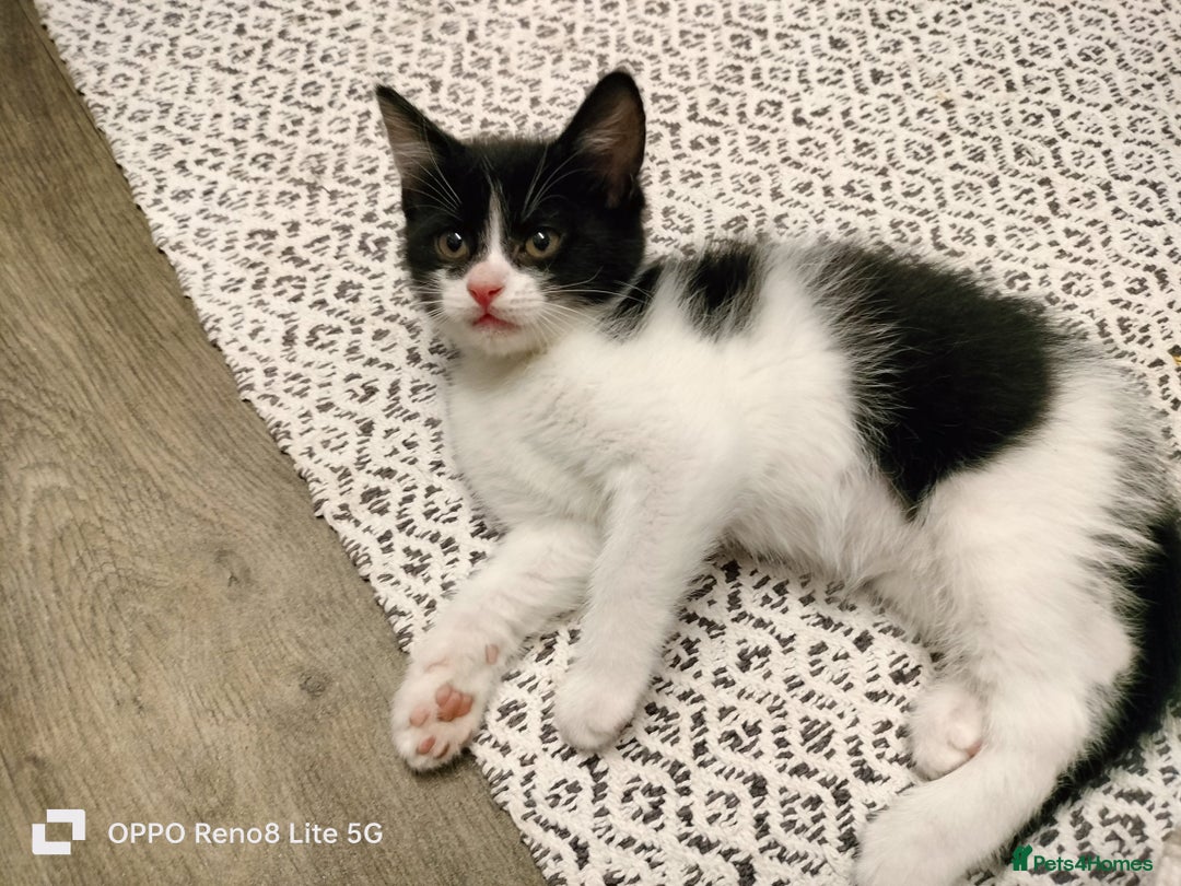 Domestic Shorthair cats for sale: Kittens  - Advert 20