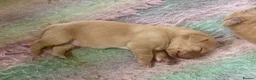 Labrador Retriever dogs for sale: Labrador puppies KC health tested parents  - Advert 3