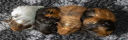 Guinea Pig rodents for sale: Stunning baby guinea pigs  - Advert 9
