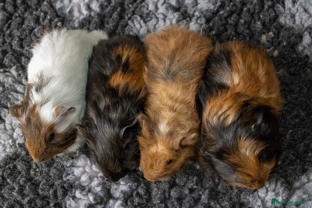 Guinea Pig rodents for sale: Stunning baby guinea pigs  - Advert 9