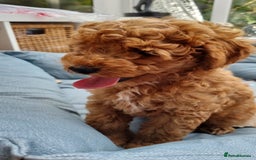 Miniature Poodle dogs for sale: READY NOW !Adorable Miniature Poodle Puppies! in London - Image 6
