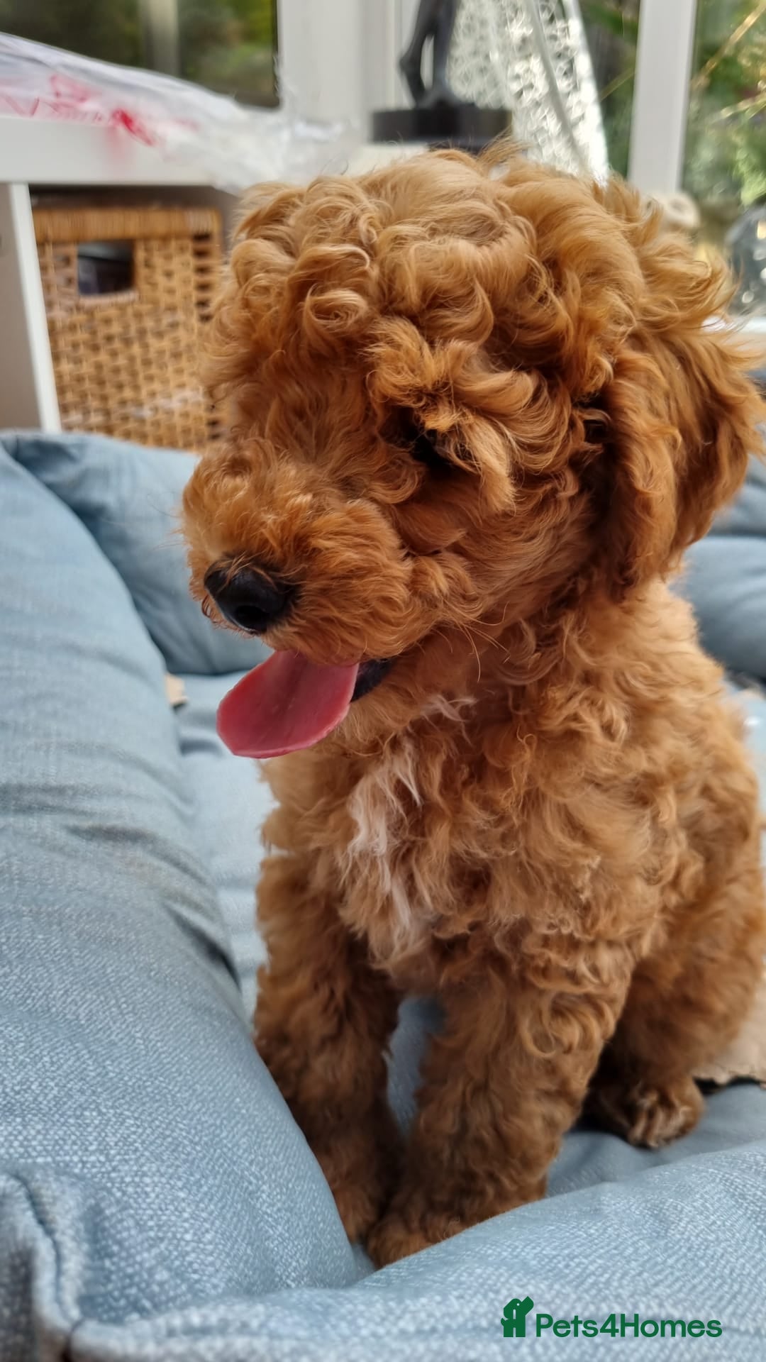 Miniature Poodle dogs for sale: READY NOW !Adorable Miniature Poodle Puppies! in London - Image 6