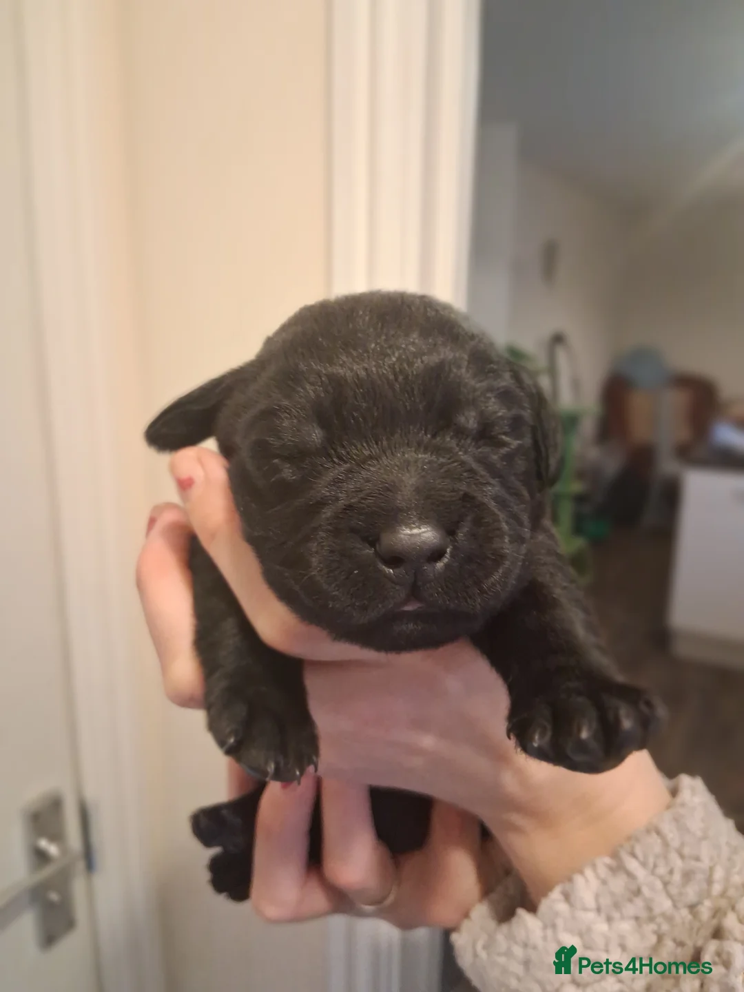 Labrador Retriever dogs for sale: *1 LEFT!* LABRADOR PUPPIES! - Advert 11