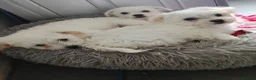 Bichon Frise dogs for sale: 2 Male and 2 female - Advert 6