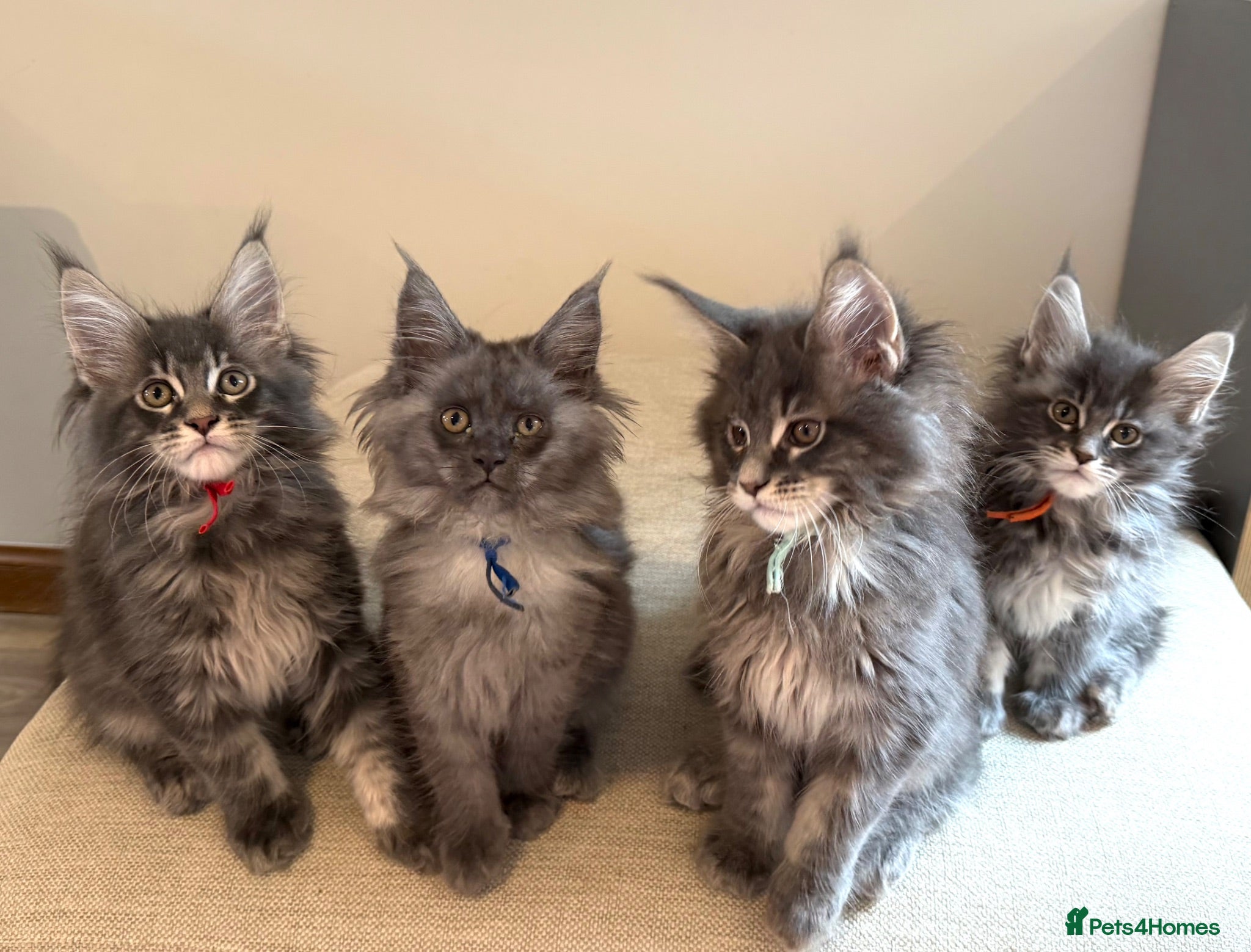 Maine Coon cats TICCA Registered Mainecoon Kittens  - Advert 1