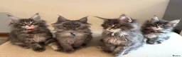 Maine Coon cats for sale: TICCA Registered Mainecoon Kittens  - Advert 8