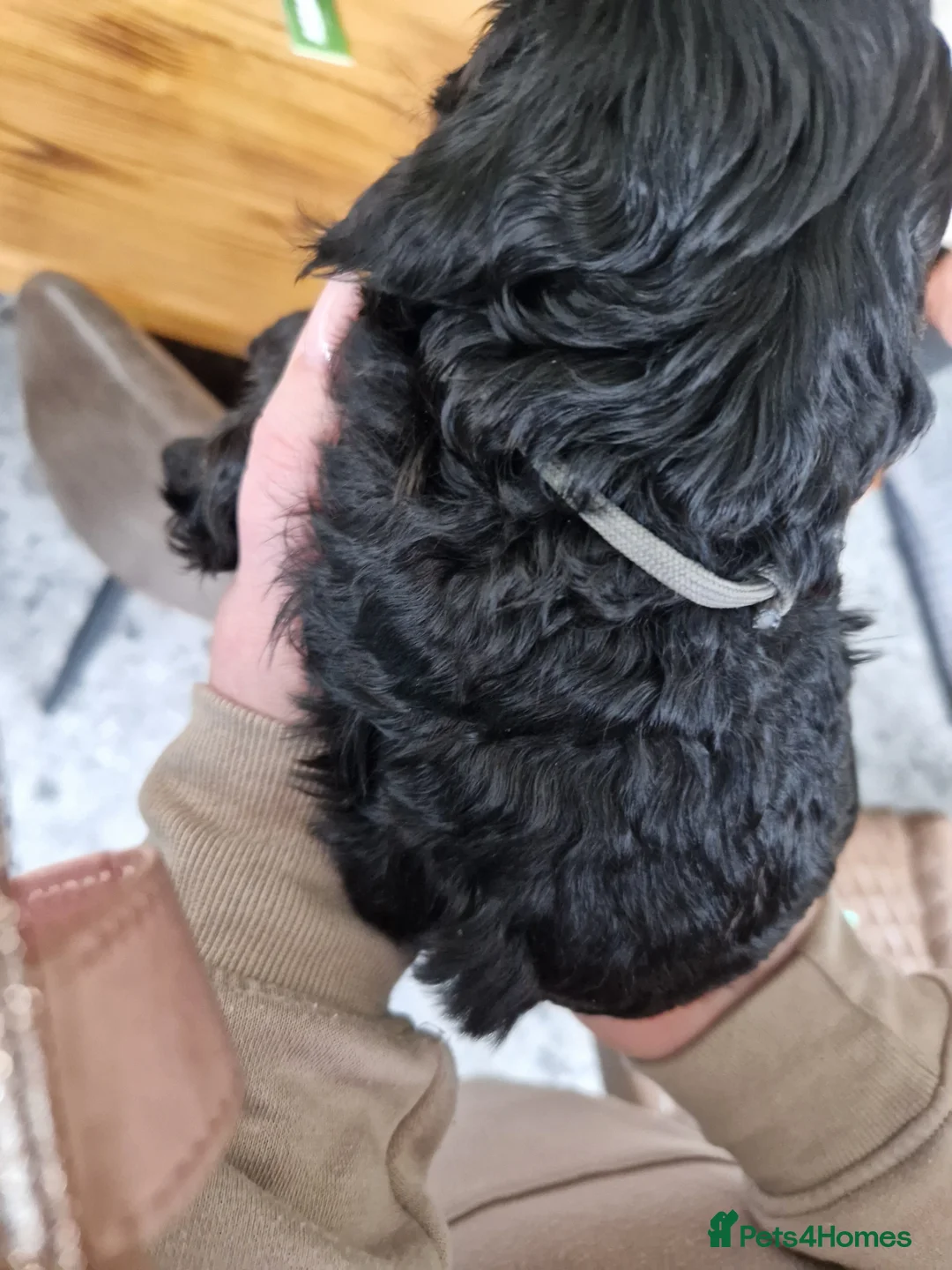 Cockapoo dogs for sale: Cockapoo X Toy Poodle - Advert 5