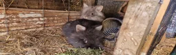 Lionhead rabbits for sale: Cute fluffy friendly lionhead babies-2boys left - Advert 6