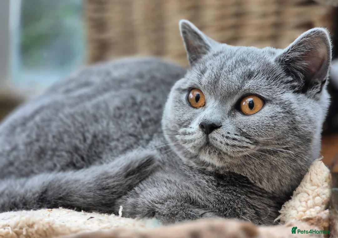 British Shorthair cats for sale: Stunning BSH kitten GCCF Reg Champion sired - Advert 4