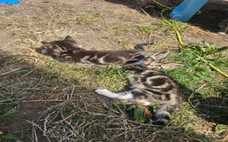 Bengal cats for sale: Bengal x brithish shorthair - Image 2