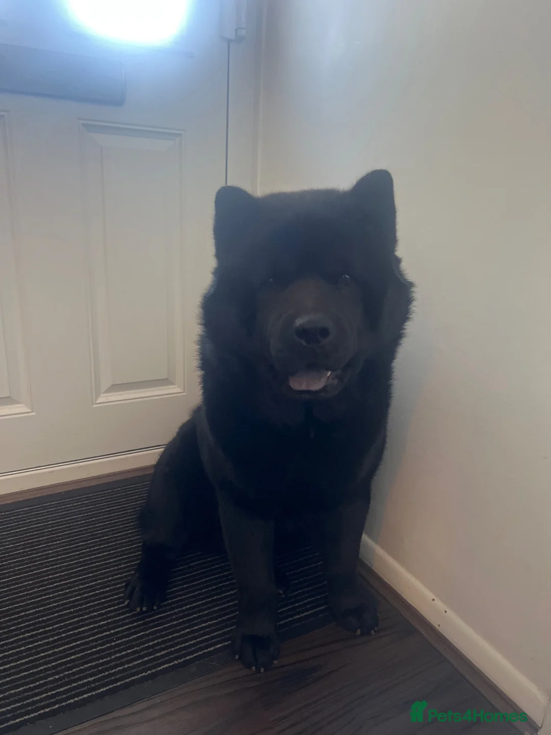 Chow Chow dogs for stud: Steve the stud - Advert 3