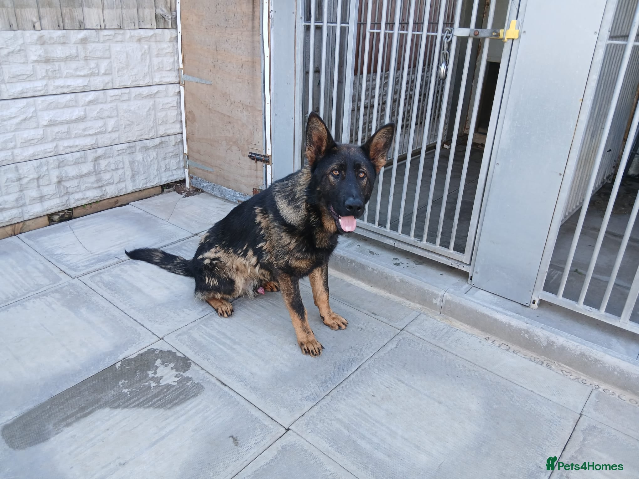 German Shepherd dogs 11 Month Old GSD  - Advert 14