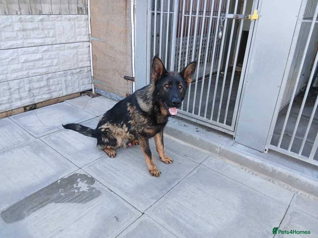 German Shepherd dogs for sale: 11 Month Old GSD  - Advert 1