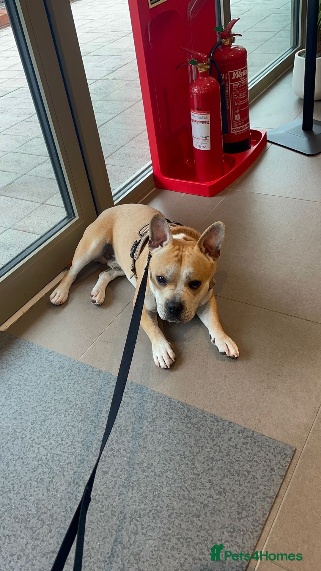 French Bulldog dogs for adoption: FOR ADOPTION - TANGO - BOGNOR REGIS  - Image 9