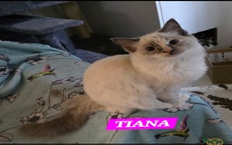 Ragdoll cats for sale: Stunning Tri colour ragdoll kitten  - Image 3
