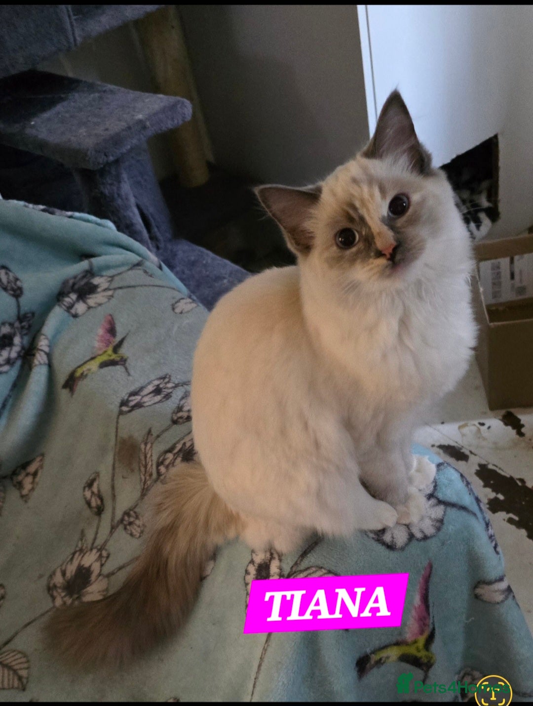 Ragdoll cats for sale: Stunning Tri colour ragdoll kitten  - Image 3