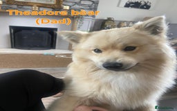 Pomsky dogs for sale: Pomsky F3b for sale - Image 6