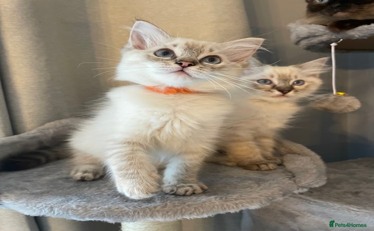 Ragdoll cats - Advert 2