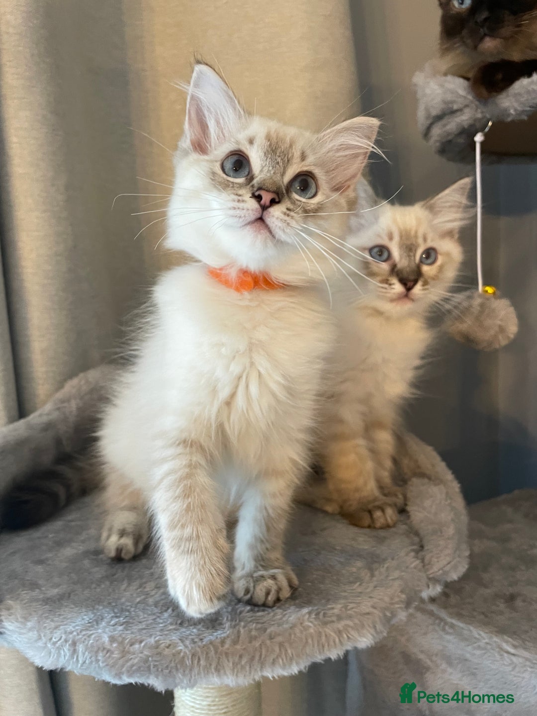 Ragdoll cats for sale: Ragdoll Kittens one girl one boy READY NOW  - Image 1
