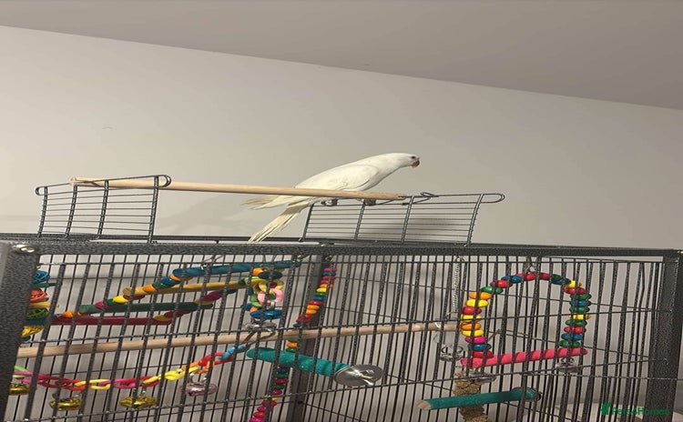 Ringnecks birds - Advert 1