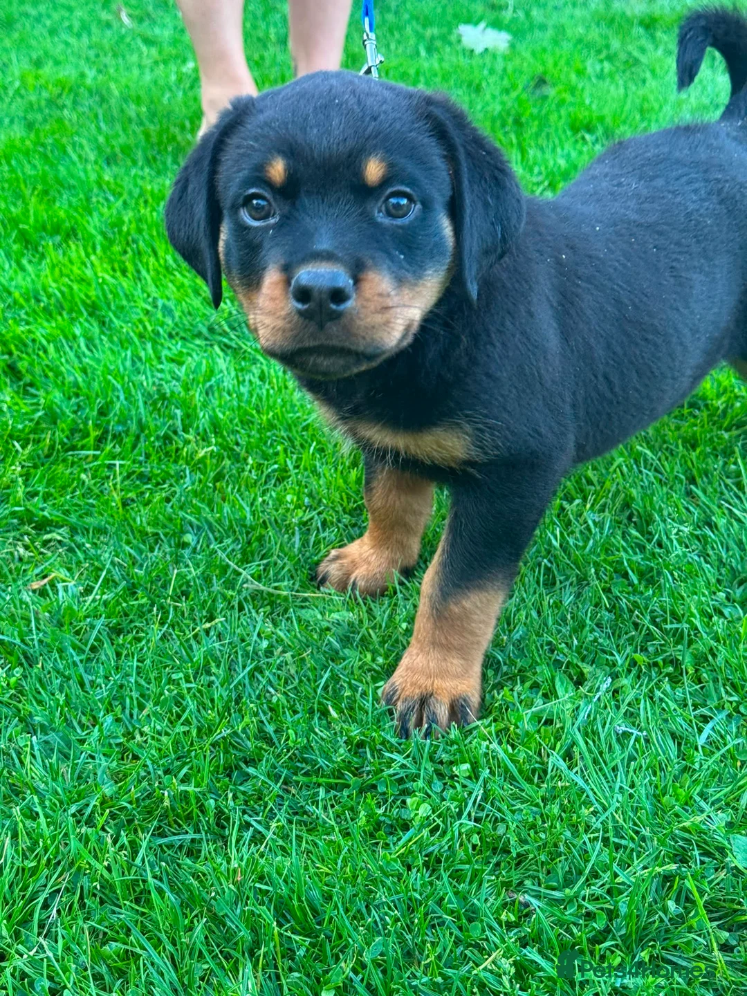 Rottweiler dogs for sale: Beautiful Rottweiler puppies for sale in Tonbridge - Advert 10