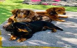 Miniature Dachshund dogs for stud: Miniature Longhaired Dachshund Stud Available - Image 1