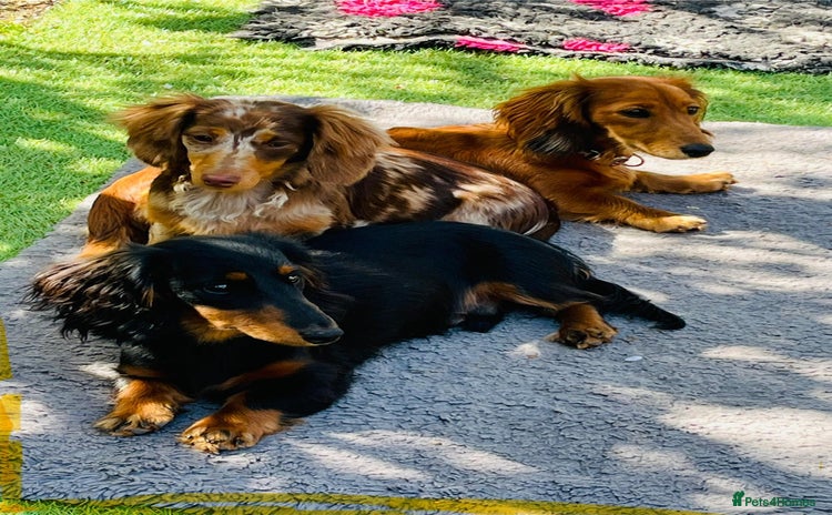 Miniature Dachshund dogs - Advert 1