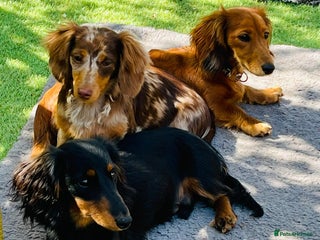 Miniature Dachshund dogs - Advert 32