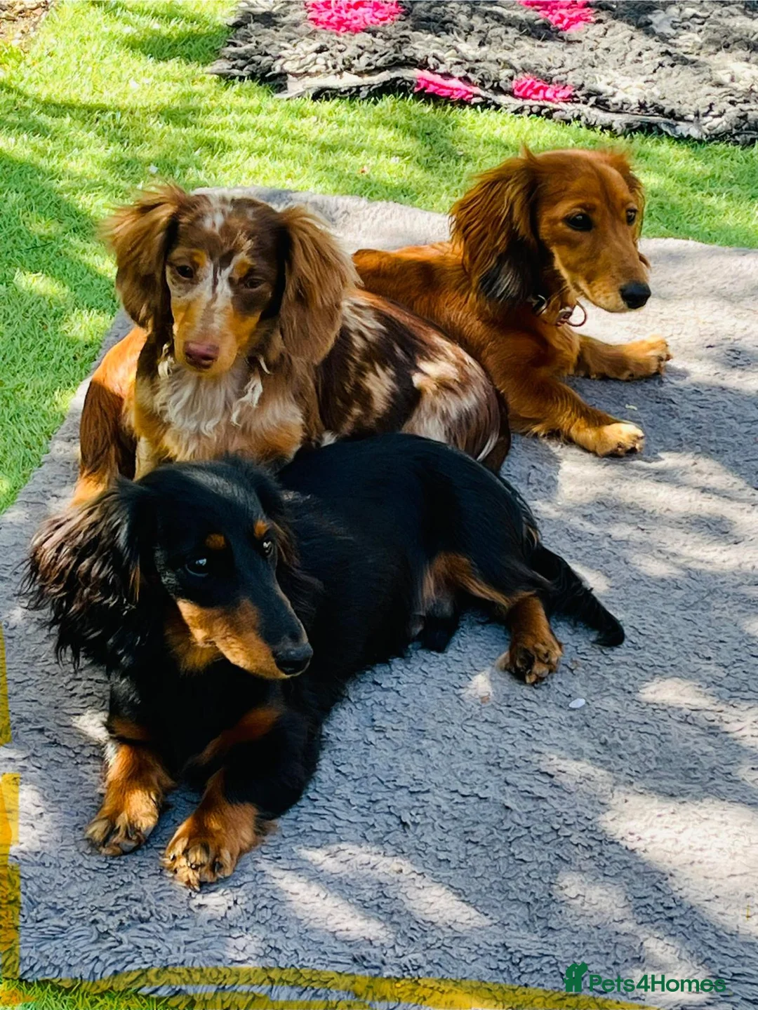 Miniature Dachshund dogs for stud: Miniature Longhaired Dachshund Stud Available - Advert 1