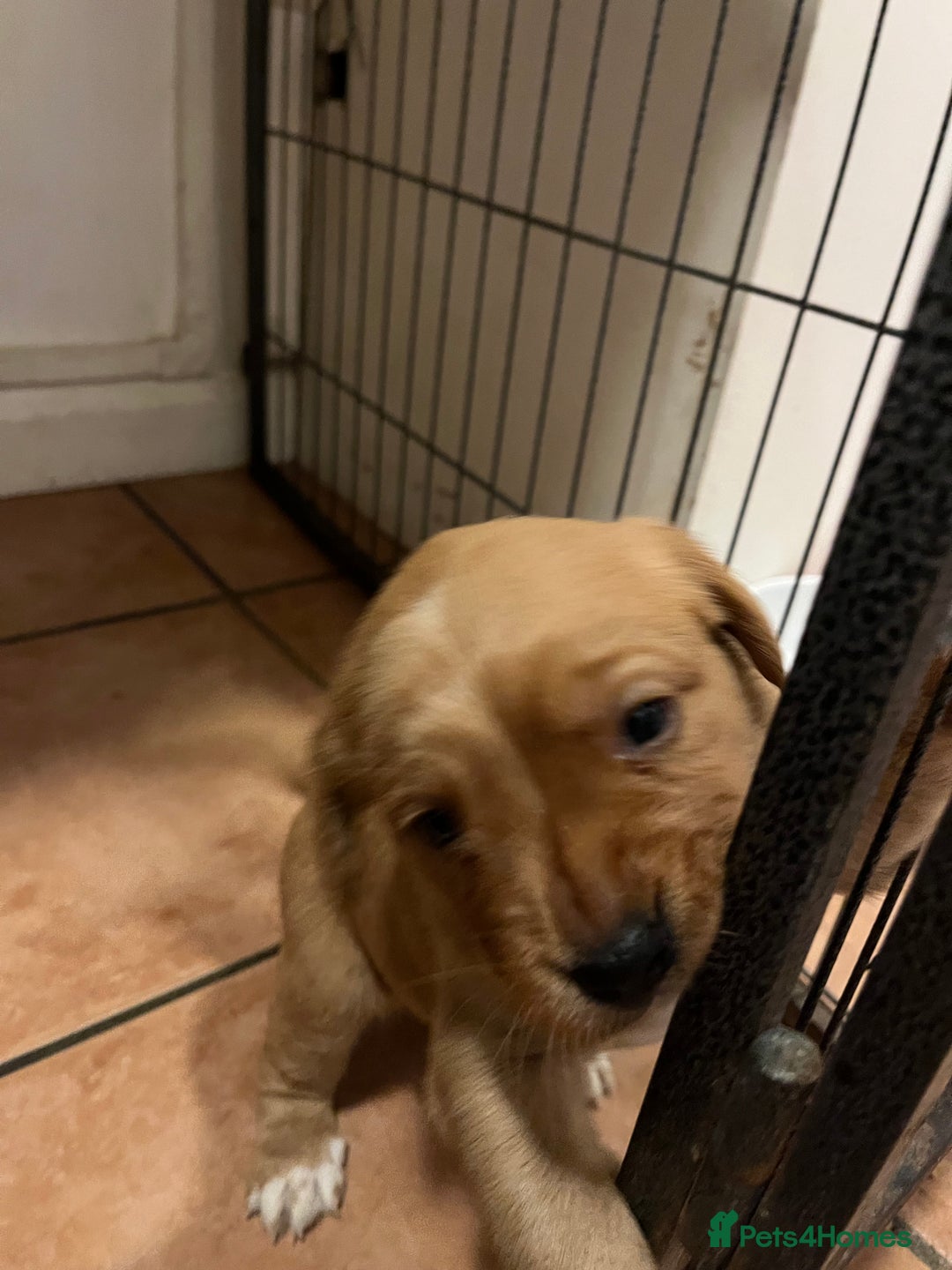 Mixed Breed dogs for sale: Sprockerdor puppies for sale - Image 11