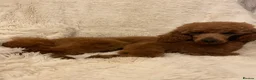Labradoodle dogs for sale: Miniature Labradoodles  - Advert 14