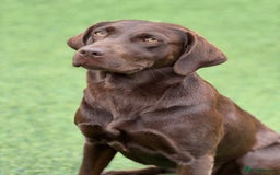 Labrador Retriever dogs for sale: Outstanding fully health tested chocolates  - Image 9