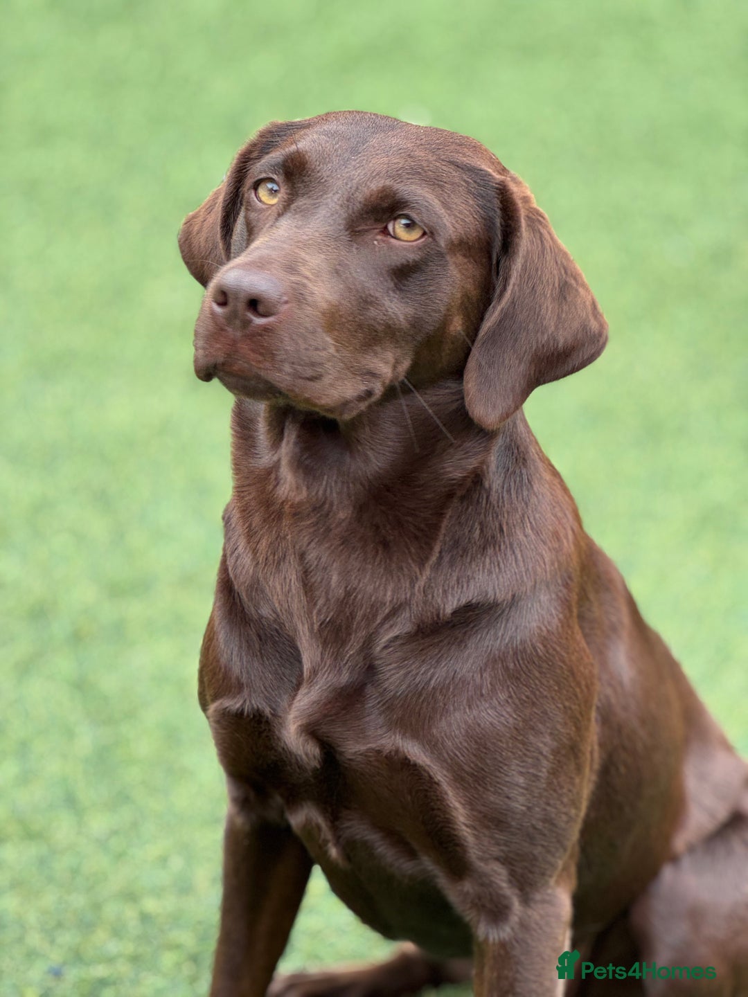 Labrador Retriever dogs for sale: Outstanding fully health tested chocolates  - Image 9
