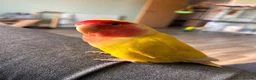 Lovebirds birds for sale: Peach faced lovebird  - Advert 5