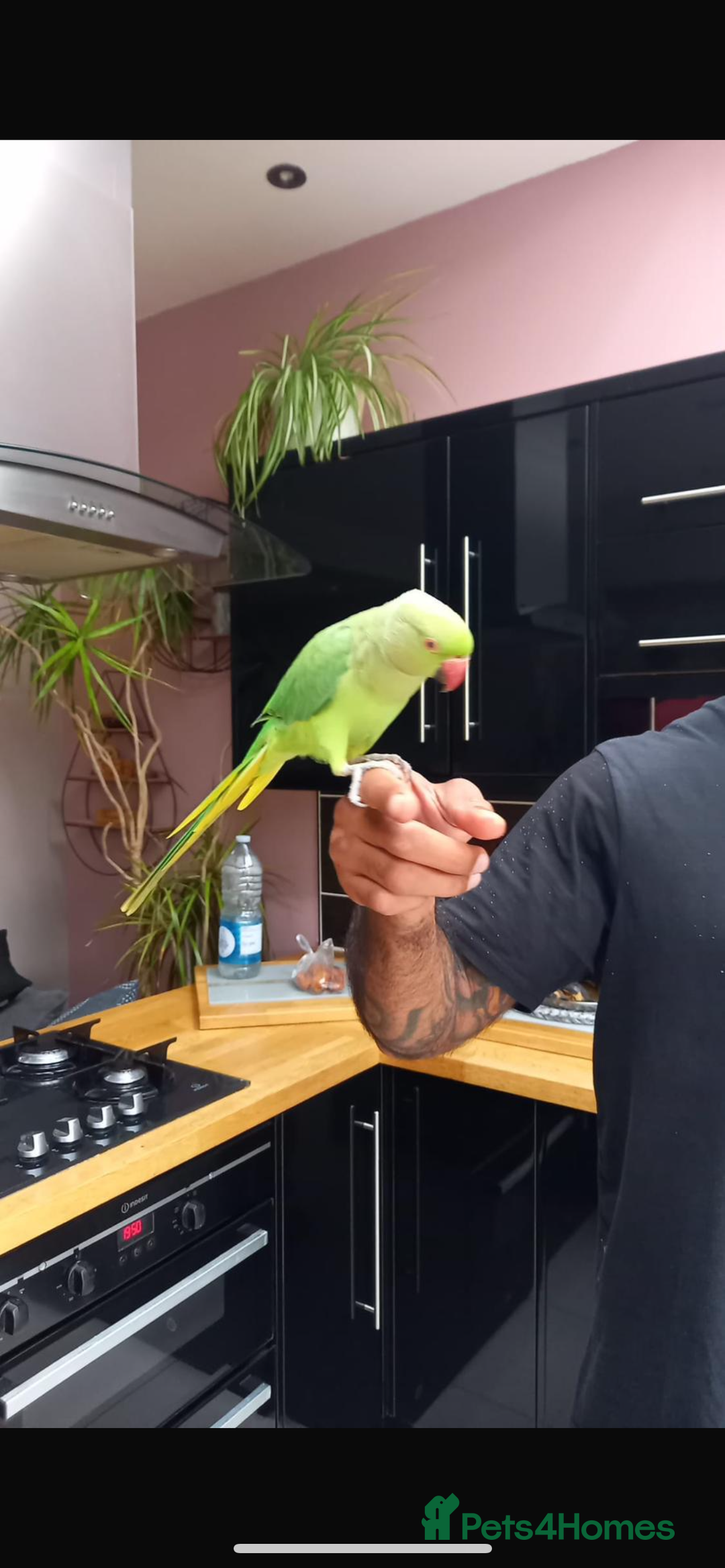 Parrots birds for sale: Indian ring neck parrot  - Image 5