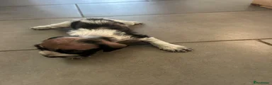 Puppy 4