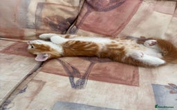Mixed Breed cats for sale: Ginger Male Kitten -£220 - Image 7