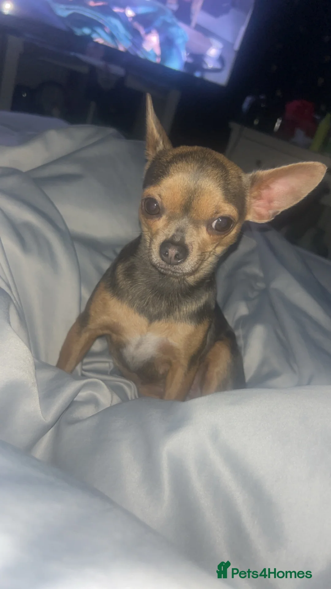 Chihuahua dogs for sale: 2 female quality chi pups available  - Advert 2
